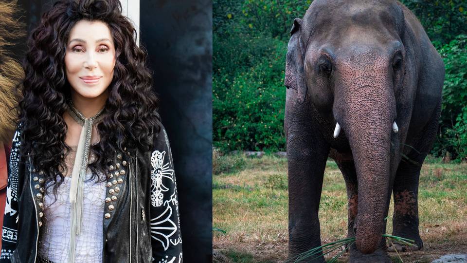 Cher y el elefante  Kaavan tienen su propio documental.