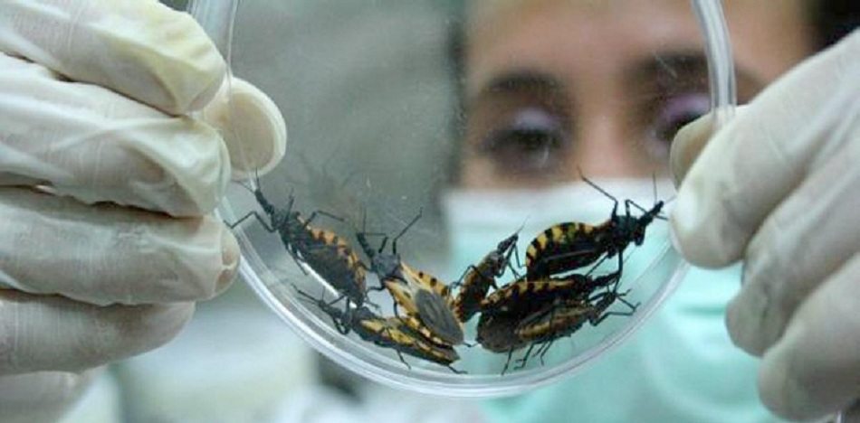 14 de abril se celebra el Día Mundial de la Enfermedad de Chagas, que debes saber.