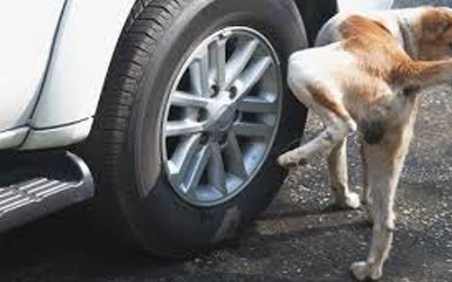 ¿Sabes por qué los perros orinan en los cauchos de los autos?